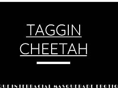 Taggin Cheetahs pohotno potovanje v intenzivnem medrasnem srečanju